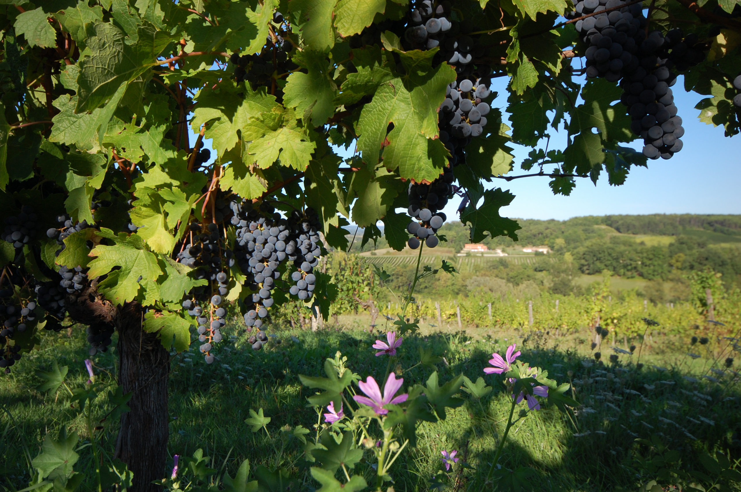 3882_vigne_du_chateau_feely_© Château Feely Dégustation de vin - Wine tasting